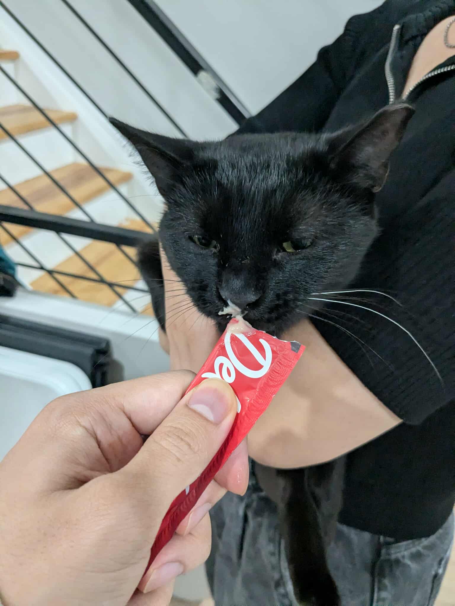 Bogo the Black Cat
