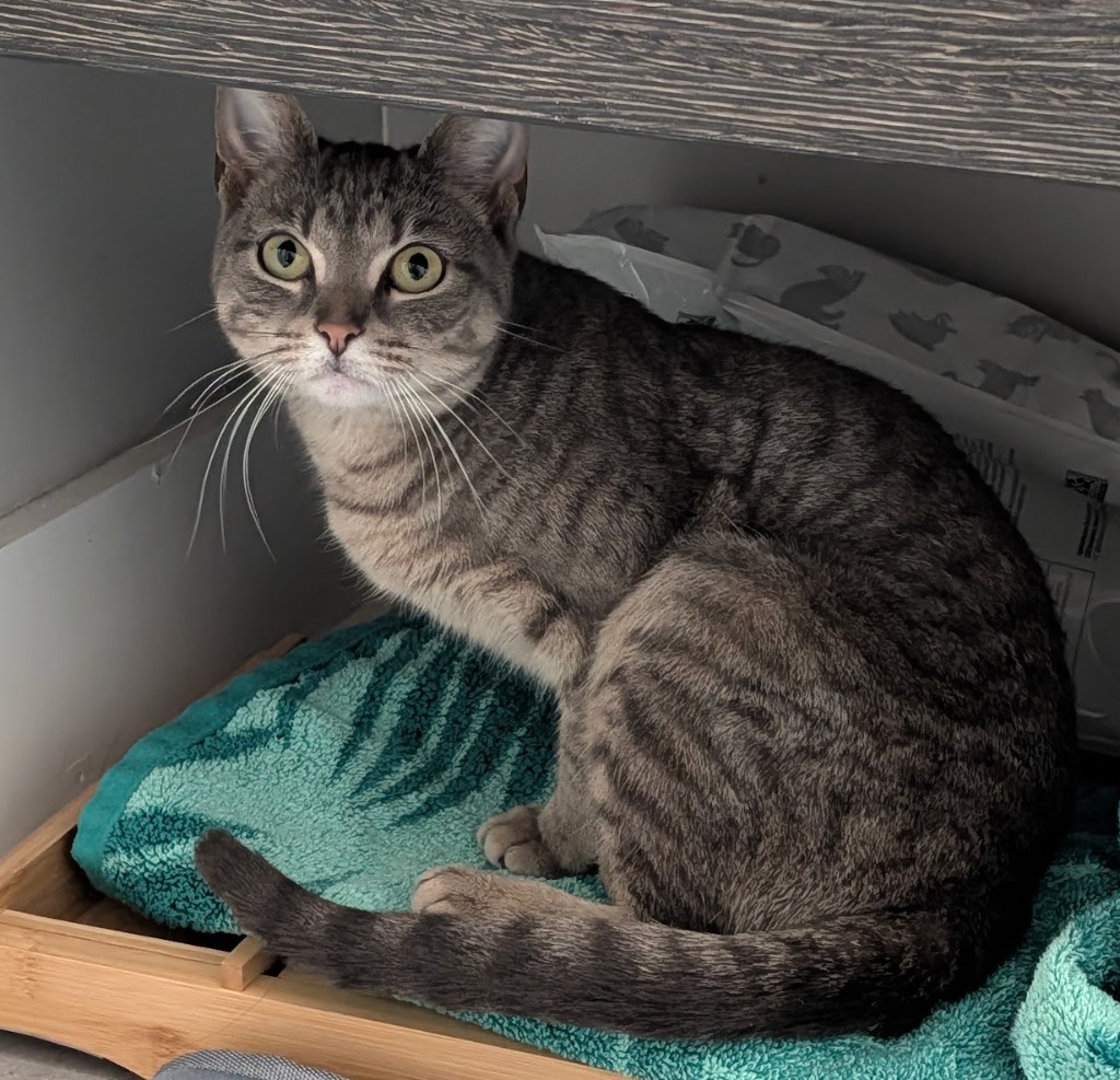 Puddles the Gray Tabby