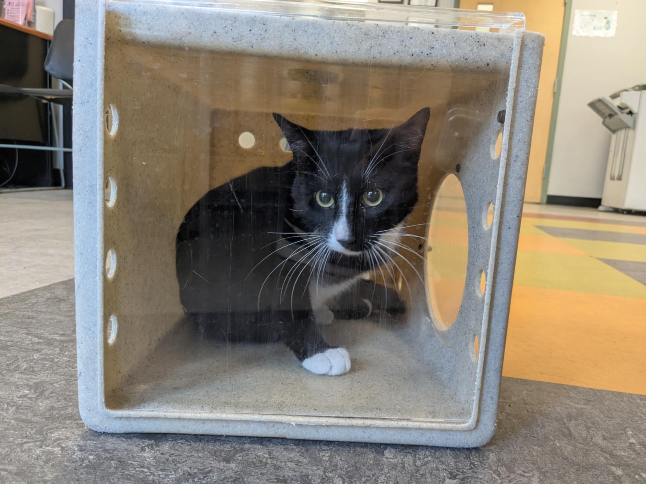 Scooter the Tuxedo Cat